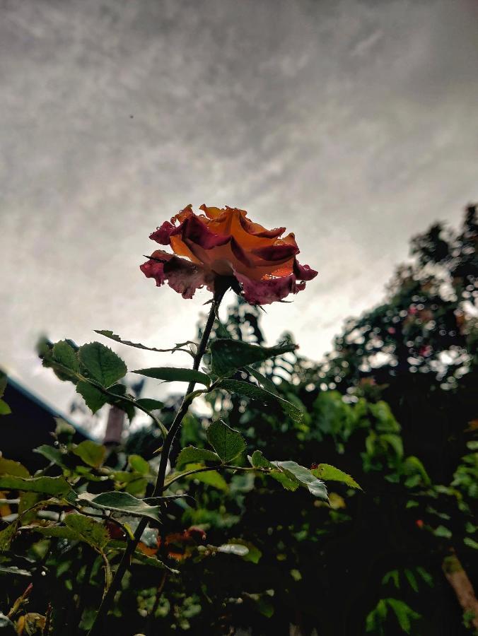 Westernghats Homestay มาดิเครี ภายนอก รูปภาพ